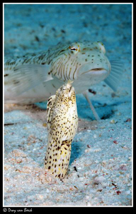 Crocodile snake eel and sandperch. by Dray Van Beeck 